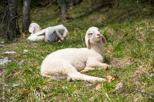 Cute little lamb resting in a shadow of tree.
