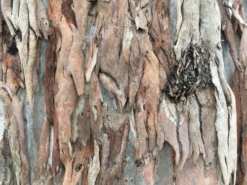 ribbon tree bark