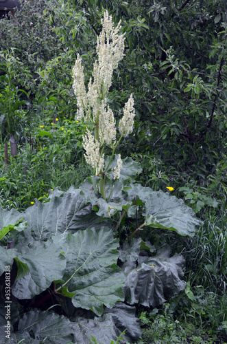 Rhubarb plant . flowering Rheum rhabarbarum in a vegetable garden photo