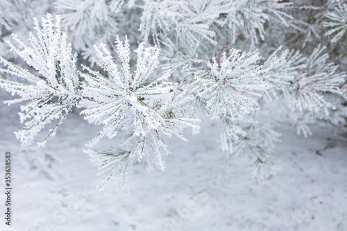 A close up view of a frozen pine tree branches in cold european winter.
