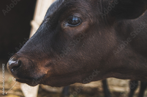 Close up portrait of a calf head with sad eyes looking to the side 