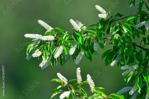 Canvastavla Blüten der Spätblühenden Traubenkirsche (Prunus serotina)