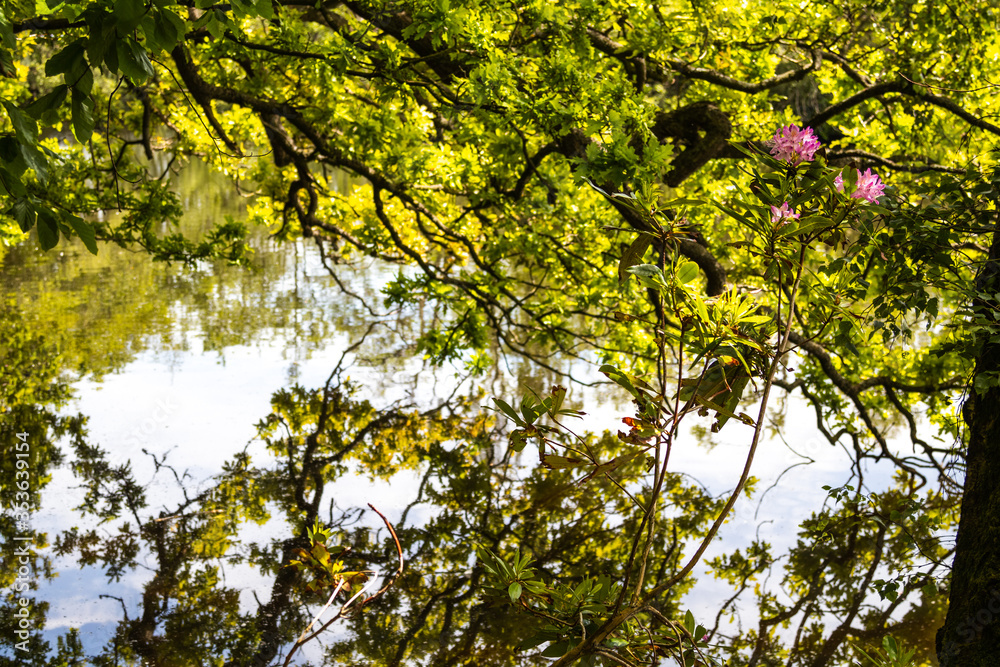 Fototapeta premium Beautiful Hidden Flower in Bolam lake