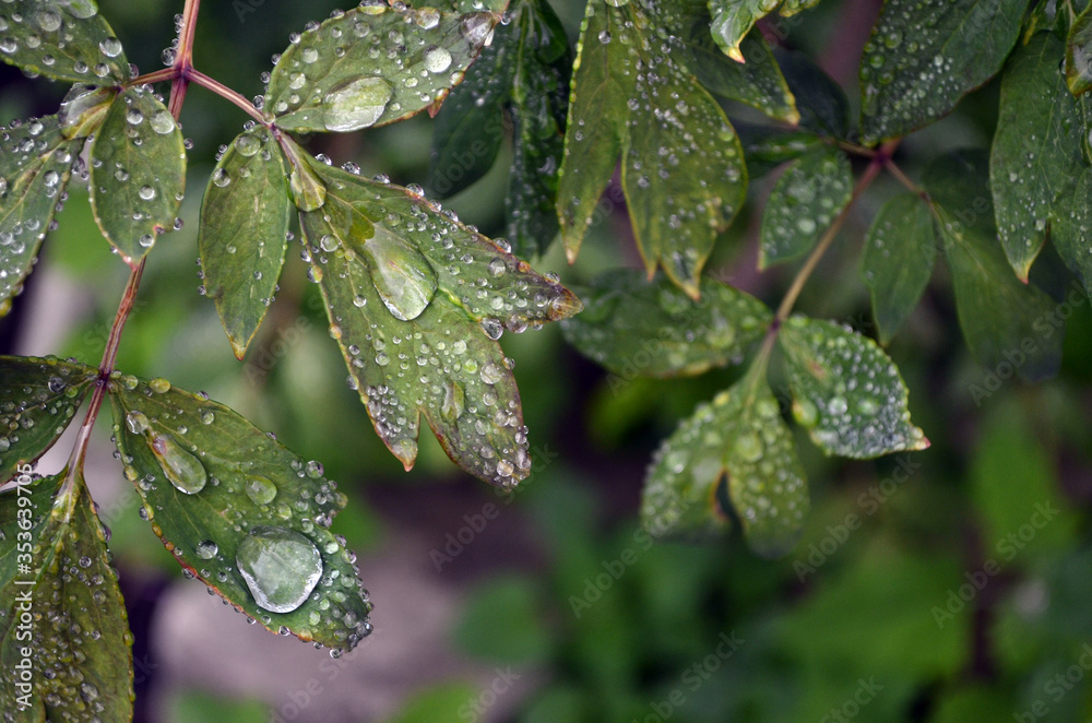 Rain drops on green leaf nature background. Nature background of green leaves. Tree leaves nature background. Nature. Close up background nature of green leaves. Nature background. Tree leaves. Rain drops on green leaf nature background. Nature background of green leaves. Tree leaves nature background. Nature. Close up background nature of green leaves. Nature background. Tree leaves.