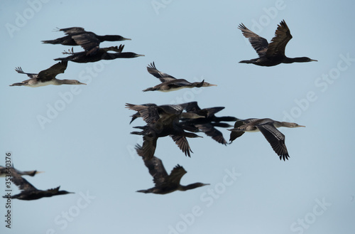 Socotra cormorants flying