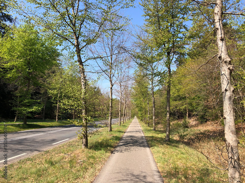 Road through the forest around Ommen