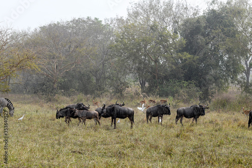 Fototapeta Naklejka Na Ścianę i Meble -  A herd of buffalo and a zebra on a plain in Sarakawa Park.