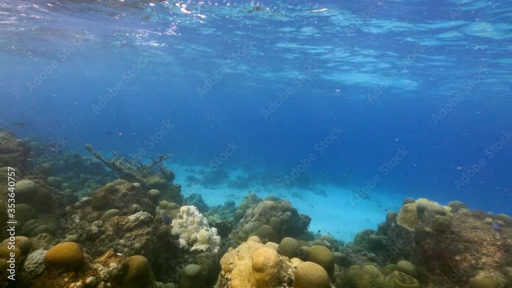 Seascape in shallow water of coral reef in the Caribbean Sea / Curacao with fish, coral, sponge and view to surface and sunbeams
Seascape in shallow water of coral reef in the Caribbean Sea / Curacao with fish, coral, sponge and view to surface and sunbeams