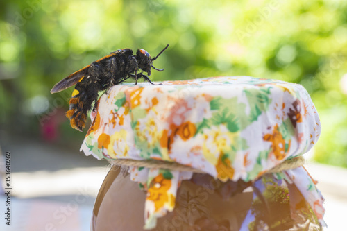 Large mammoth or solitary wasp Megascolia Maculata flavifrons sitting on colorful cover of jam can in garden. Close up insect image.