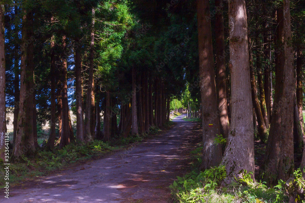 Obraz premium The road in the forest on the island of Terceira in Portuguese archipelago of the Azores.