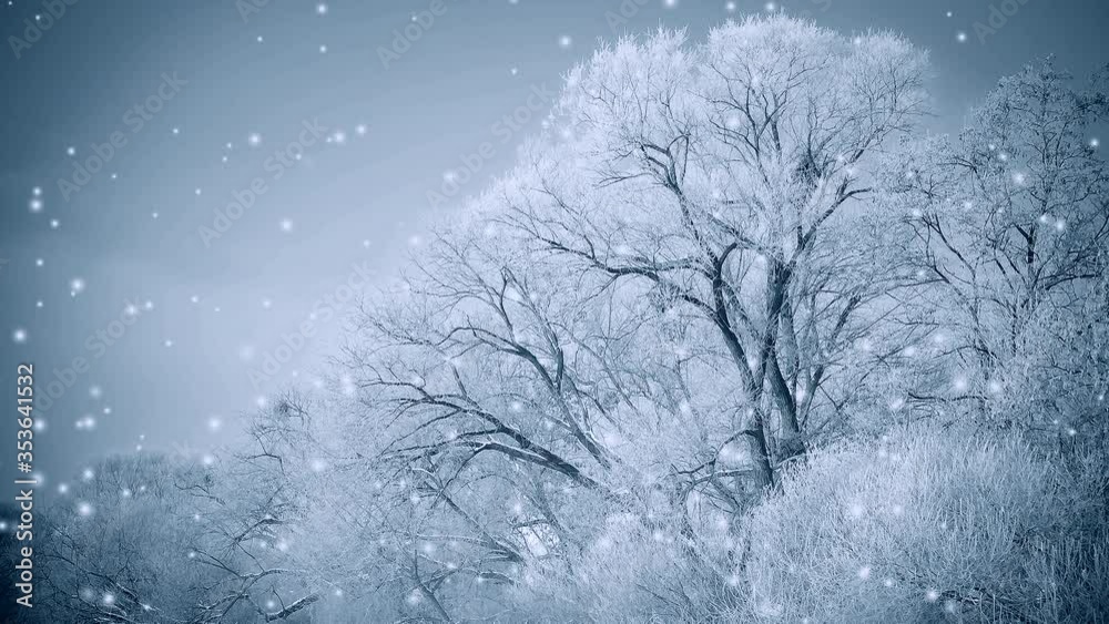 Beautiful big trees in the snow against the blue sky, the filter. Beautiful big trees in the snow against the blue sky, the filter.