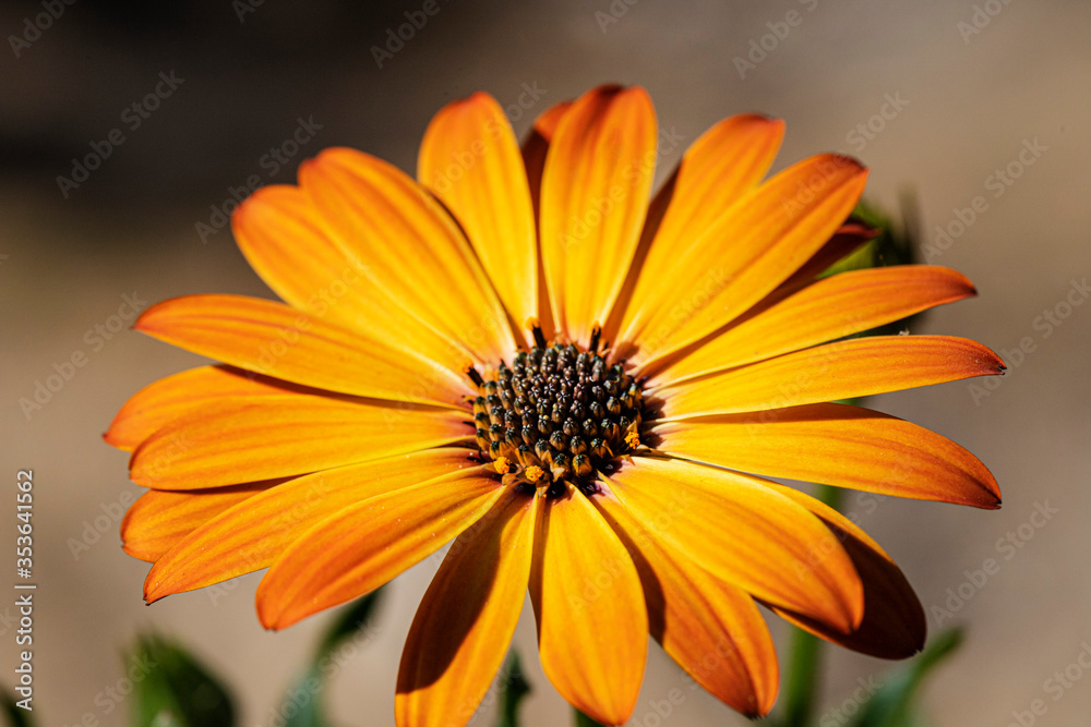 flower flower