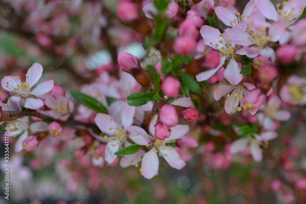 cherry tree blossom cherry tree blossom