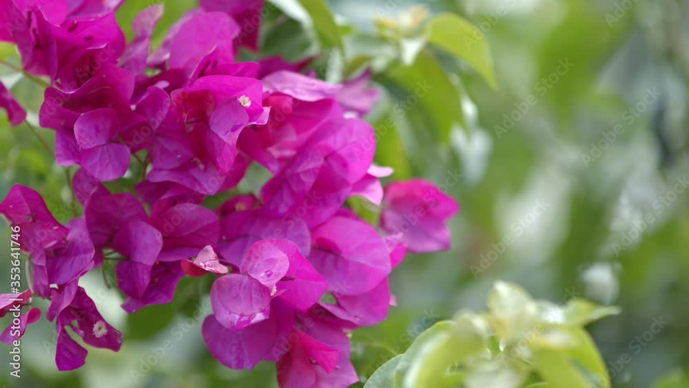 6k Bougainvillea flowers in bloom green background shot on blackmagic braw 6k Bougainvillea flowers in bloom green background shot on blackmagic braw