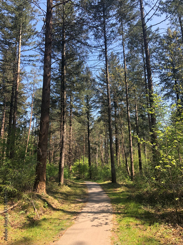 Path through the forest around Ommen