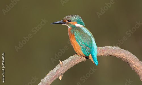Common kingfisher, Alcedo atthis. The bird sitting on a branch above the water while waiting for fish