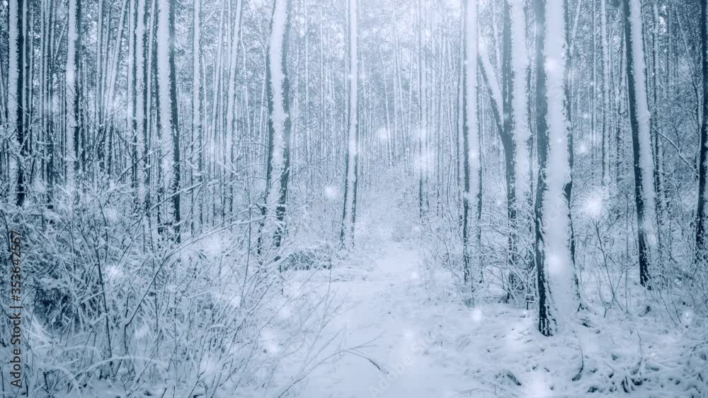 Tree pine spruce in magic forest winter with falling snow snowfall.