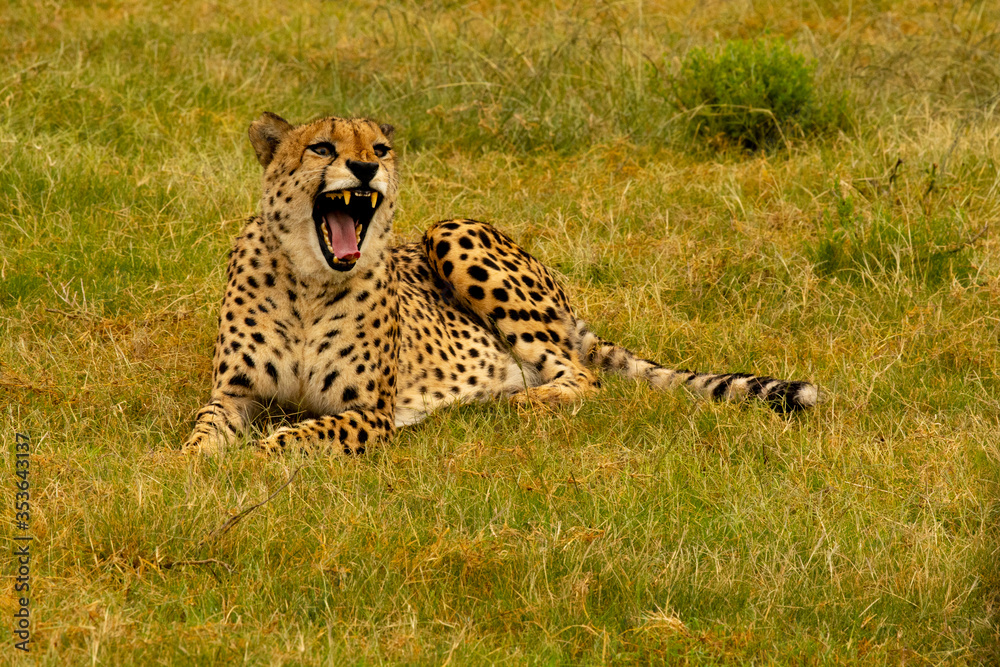Naklejka premium cheetah in the grass