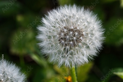 dandelion seed head  on green background