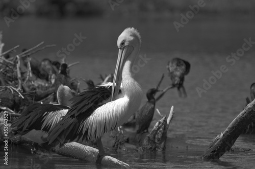 Foto A pelican preening - black and white, landscape
