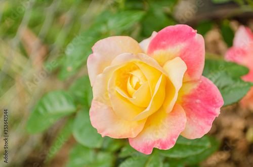 Yellow And Pink Rose photo