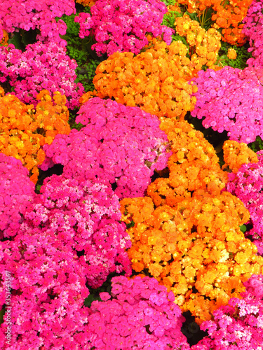 Pink and orange natural flowers background. Floral background with intense fuchsia and orange color.