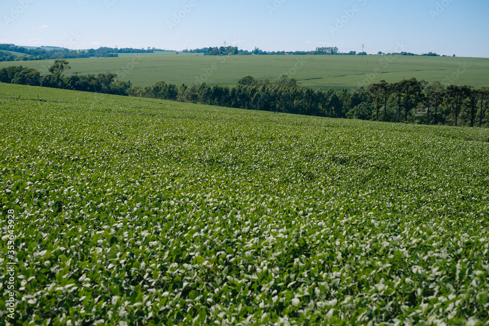 Green Soy, Soja Verde, Folha de Soja, Soja