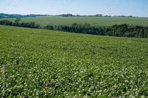 Green Soy, Soja Verde, Folha de Soja, Soja