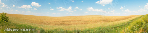 Panoramic view of the wheat field from its edge, a beautifully curved horizon line against a blue sky with sparse clouds. Sunny hot summer day in the countryside. Native spaces.