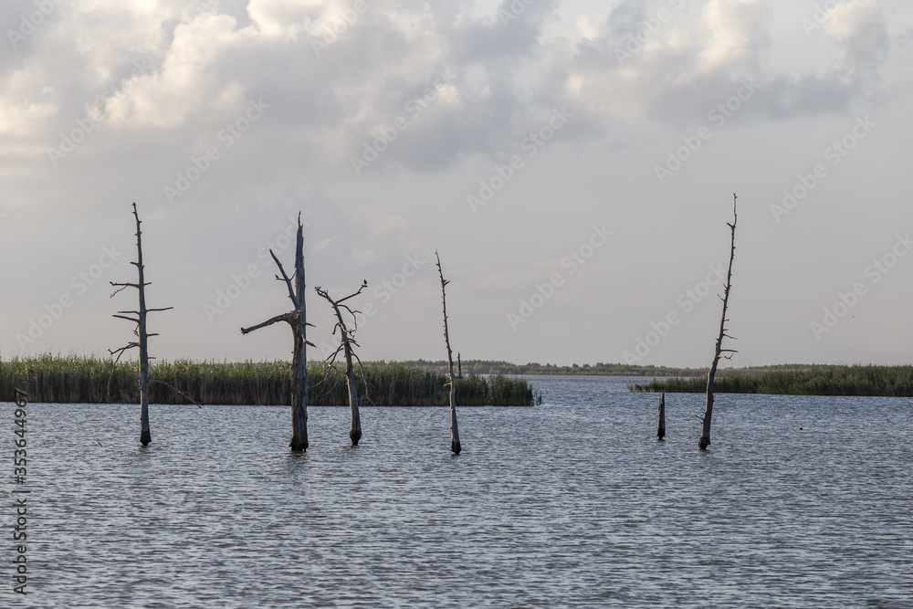Close up of dead trees in middle of Yellow Cotton Bay deep in southern Louisiana on sunny day with thick cumulus clouds