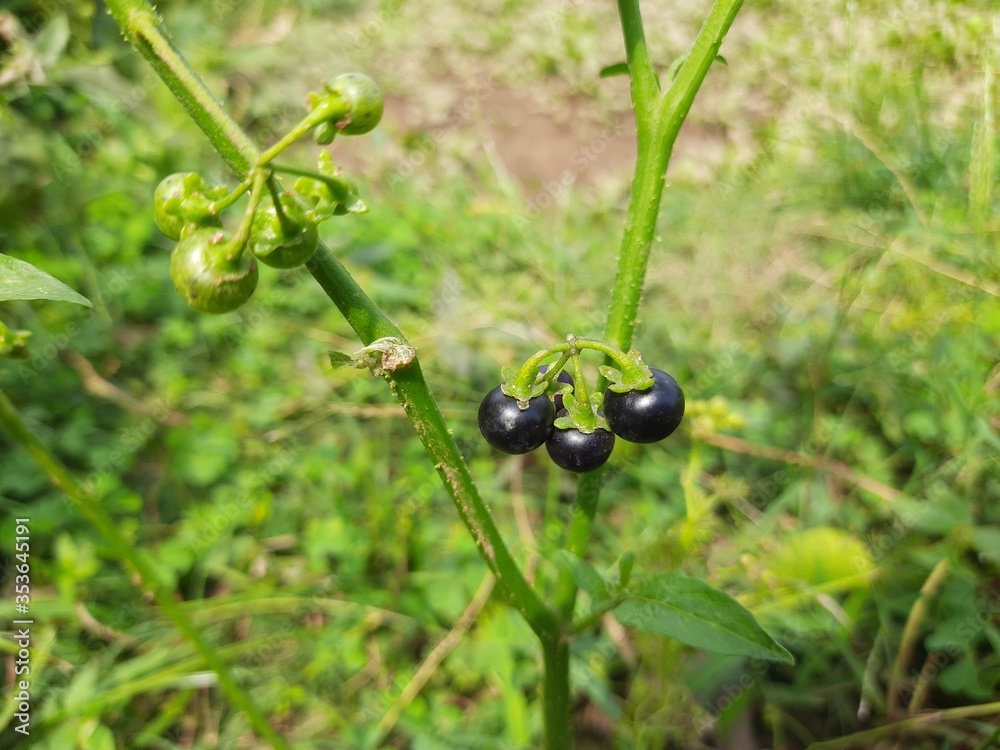 Solanum nigrum (black nightshade, duscle, garden nightshade, garden