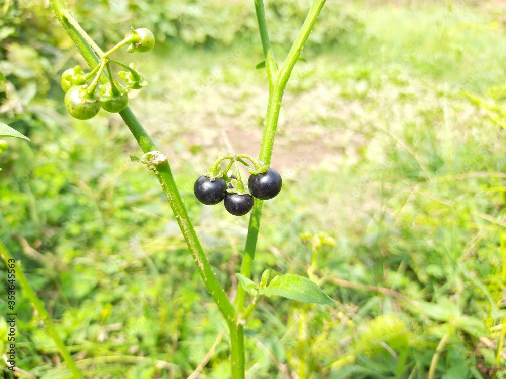 Solanum nigrum (black nightshade, duscle, garden nightshade, garden