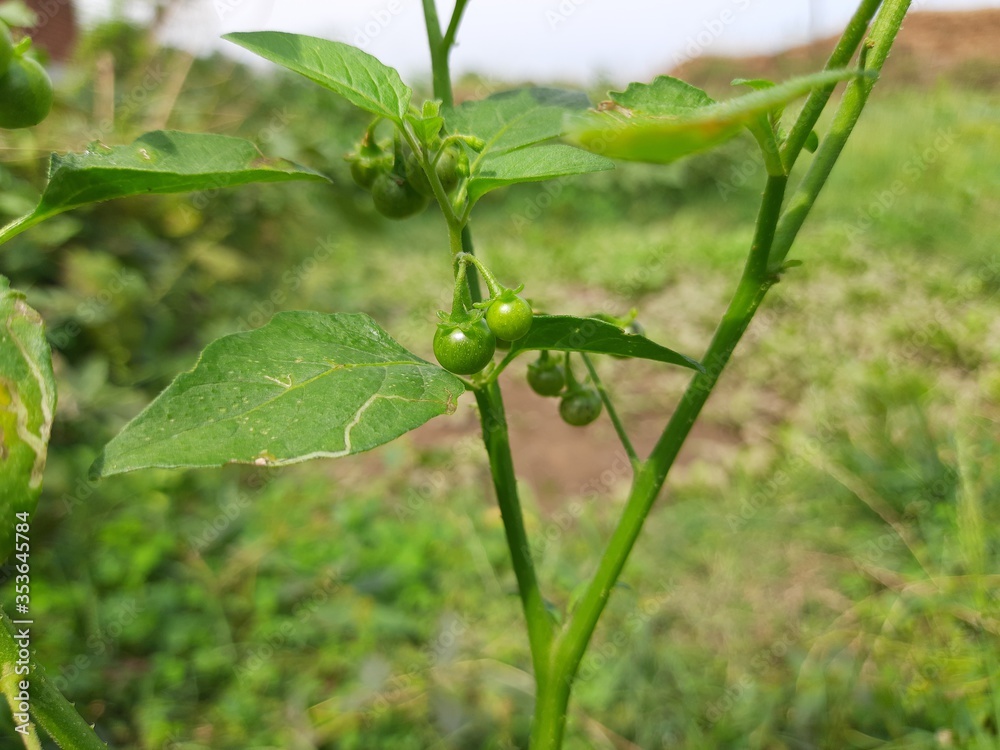 Solanum nigrum (black nightshade, duscle, garden nightshade, garden
