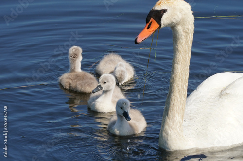 Mute Swans on water showing cygnets (chicks) how to feed on underwater plants 