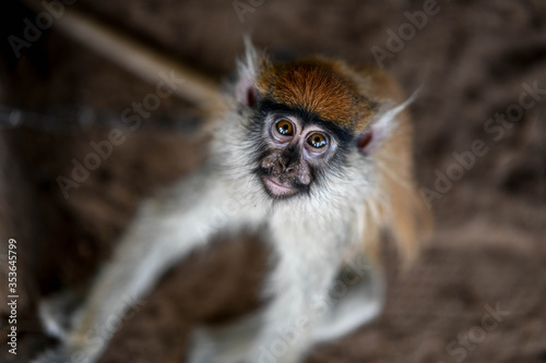 Canvas Print Portrait of a monkey in Sarakawa Park.