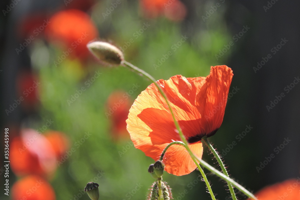 Obraz premium Mak polny (Papaver rhoeas)