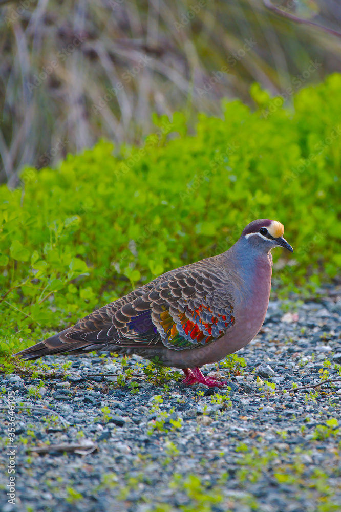 A bronzewing pigeon - portrait A bronzewing pigeon - portrait