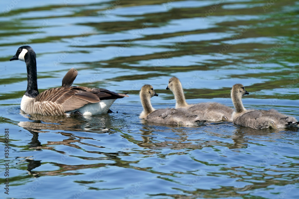 Canada Geese group brooding with other families
Canada Geese group brooding with other families