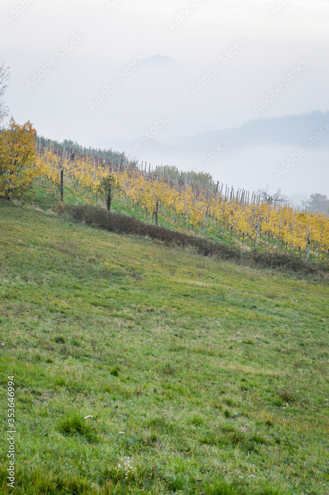 Fototapeta premium View of the Euganean Hills in autumn with fog and yellow vineyards - near Este, Padua - Veneto Italy 