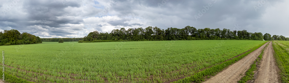 Fototapeta premium Green wheat field in bright sunlight under dramatic grey cloudy sky. Young crops waving in wind. Unreal meadow grassland in spring rainy day with magnificent rainbow