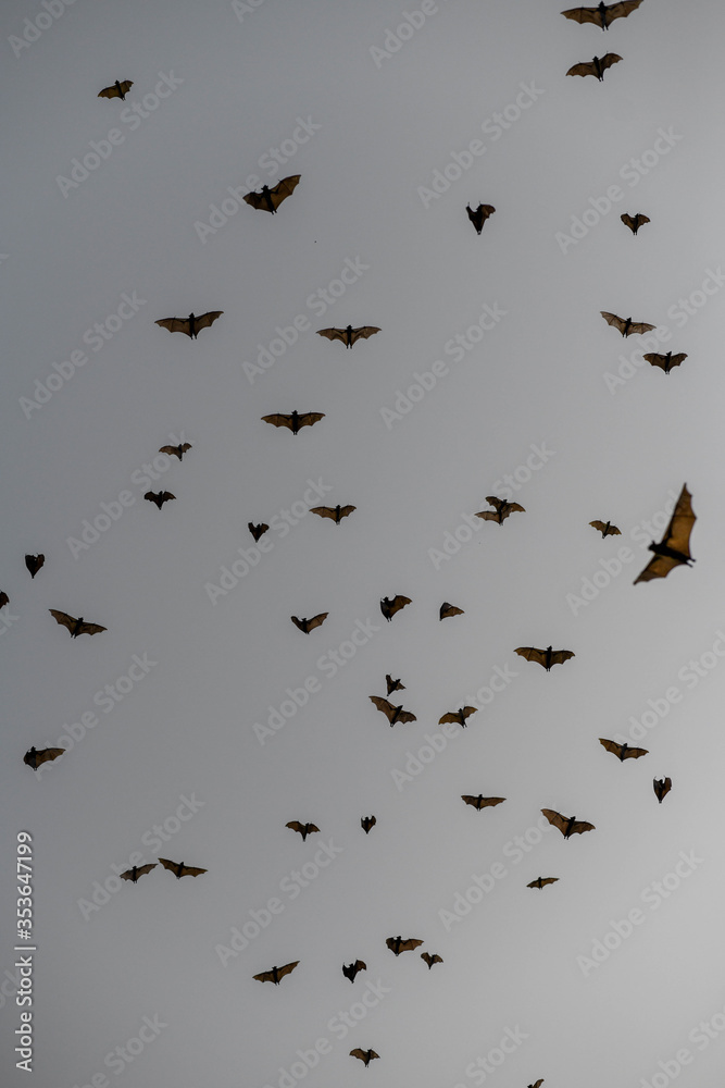 Bats flying in the sky of Kpalimé after sunset. Bats flying in the sky of Kpalimé after sunset.