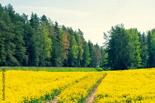 The road between the forest and the yellow field. Car rides on the highway. Rape field in spring. Latvia