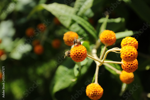 Bee on the flower of the Orange-ball Tree (Buddleja globosa)