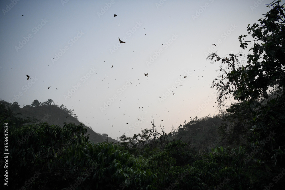 Bats flying in the sky of Kpalimé after sunset. Bats flying in the sky of Kpalimé after sunset.