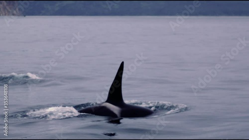 killer whales in the Kamchatka