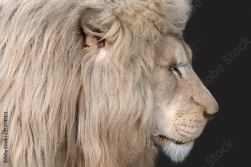 White lion portrait  profile  looking right isolated close-up with black background. Wild animals  big cat  closed eyes