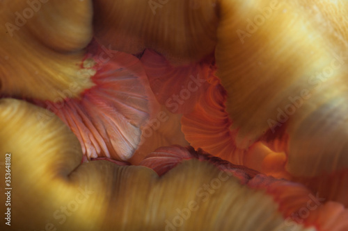 Detail of the mouth of a colorful fish-eating anemone, Urticina piscivora, growing in a kelp forest along the California coast. Kelp forests support a diverse array of marine biodiversity.