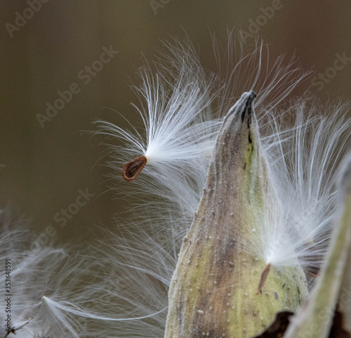 Milk weed seeds with their silky parachutes still attached waiting for a breeze to blow them through the air to a new destination to become the next generation of plant. photo
