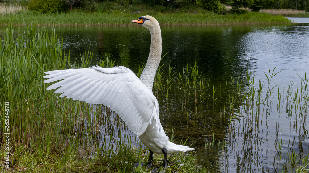 Fototapeta premium Schwan