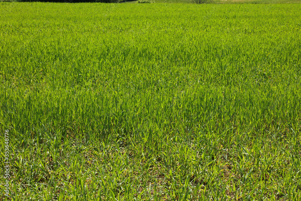 Fototapeta premium Green agricultural field in UK